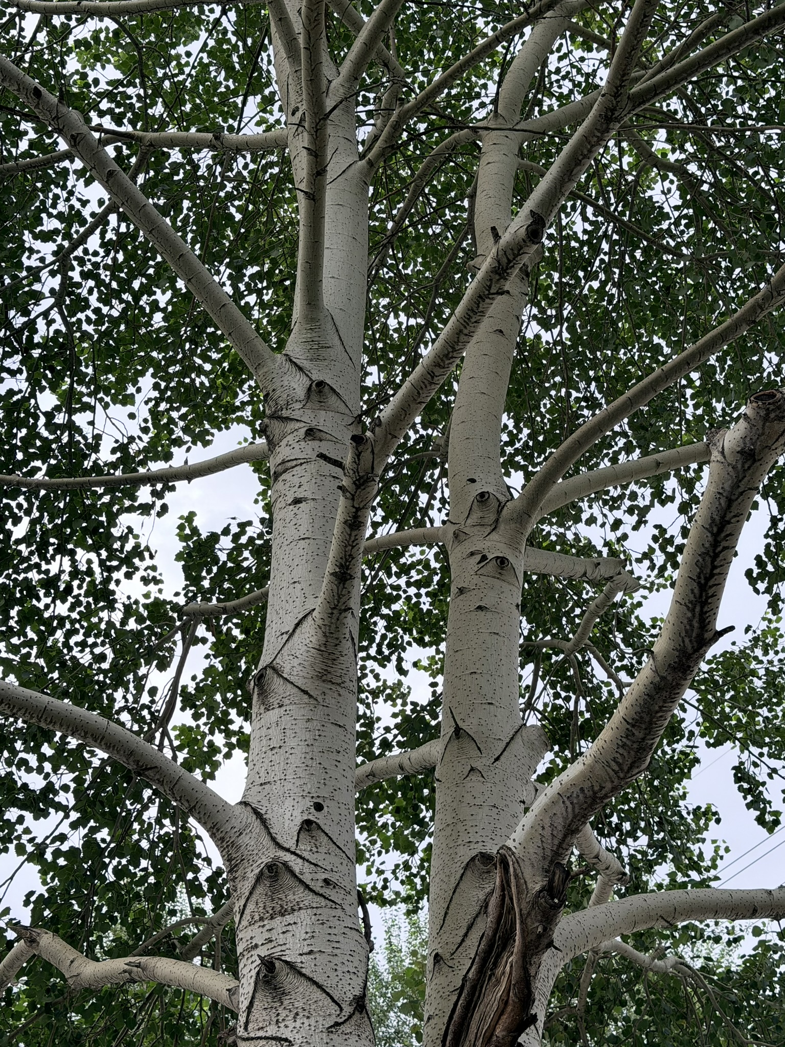 树的纹理